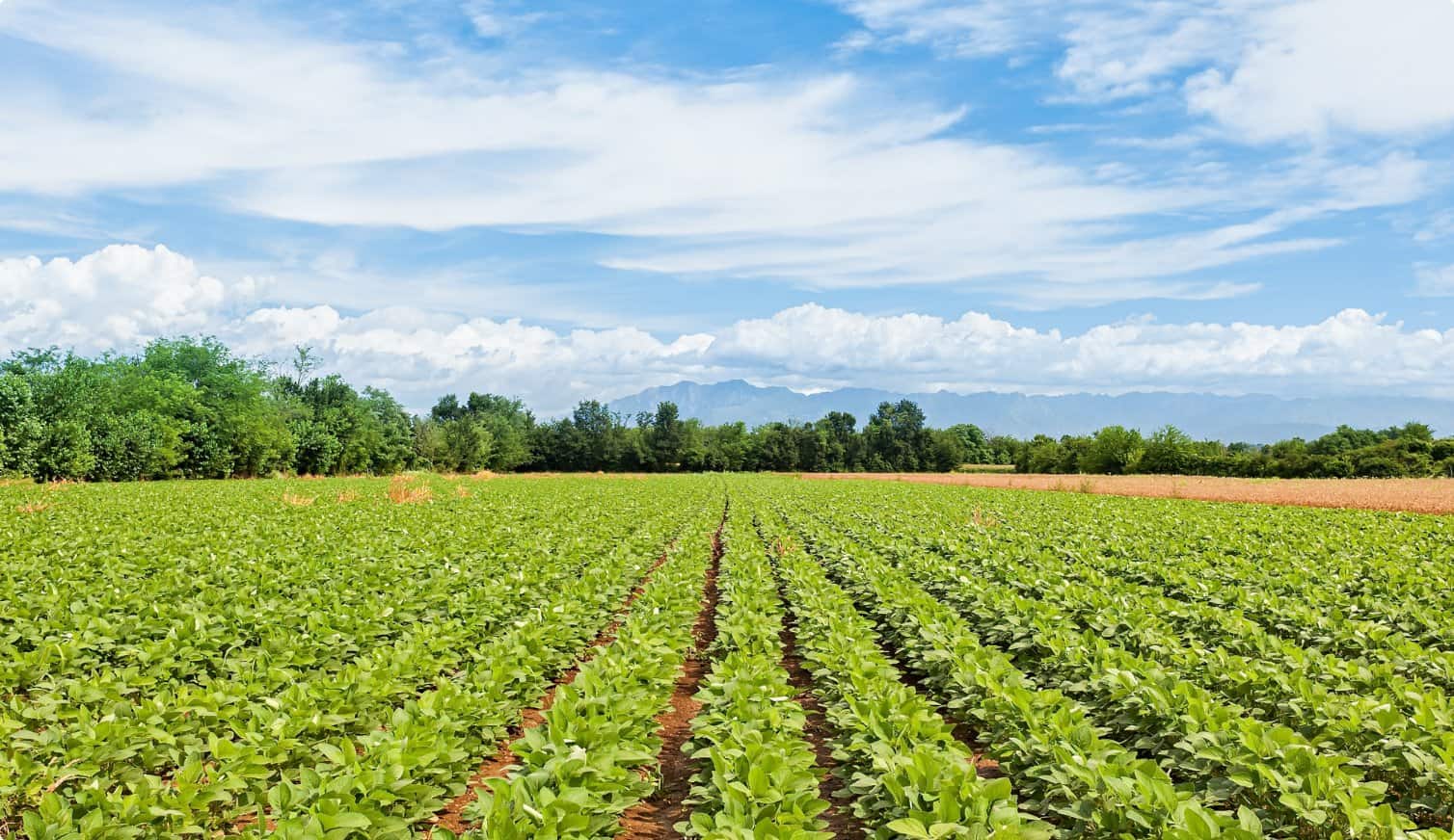 A field of crops with a blue sky in the background.